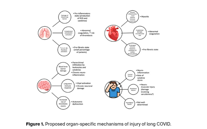 Proposed organ-specific mechanisms of injury of long COVID.
