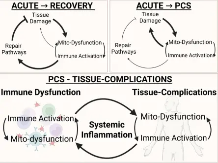 mitochondrial recovery